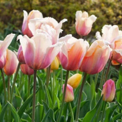 Tulip 'Blushing Impression' -Verdelyn Sales x600 38102