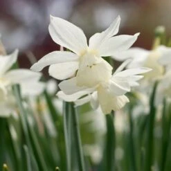 Narcissus 'Thalia' -Verdelyn Sales x600 38109