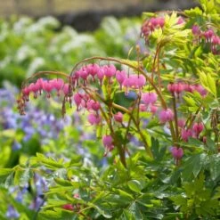 Dicentra Spectabilis -Verdelyn Sales x600 38115