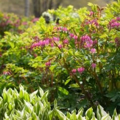 Dicentra Spectabilis -Verdelyn Sales x600 38116