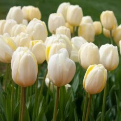 White Flower Farm Ivory Perennial Tulip -Verdelyn Sales x600 38120