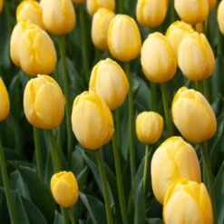 White Flower Farm Yellow Perennial Tulip -Verdelyn Sales x600 38125