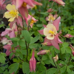 Aquilegia 'Swan Pink And Yellow' -Verdelyn Sales x600 38143