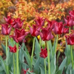 Tulip 'Red Dress' 7 Tulip 'Red Dress' -Verdelyn Sales x600 38166