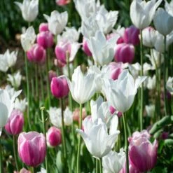 Tulip 'White Triumphator' -Verdelyn Sales x600 38294