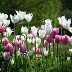 Tulip 'White Triumphator' -Verdelyn Sales x600 38295