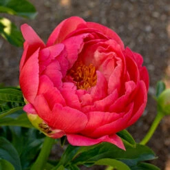 Peony 'Coral Charm' -Verdelyn Sales x600 38442
