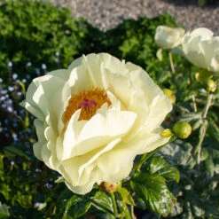 Peony 'Lemon Chiffon' -Verdelyn Sales x600 38445