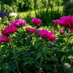 Peony 'Paula Fay' -Verdelyn Sales x600 38446