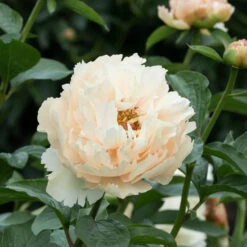 Peony 'Pastelegance' -Verdelyn Sales x600 38483