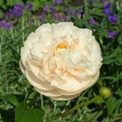 Peony 'Pastelegance' -Verdelyn Sales x600 38485
