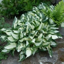 Hosta 'Fire And Ice' -Verdelyn Sales x600 38486