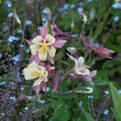Aquilegia 'Swan Pink And Yellow' -Verdelyn Sales x600 38491