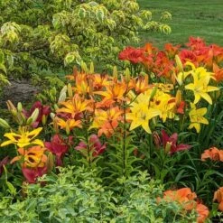 Lilium True Colors Mix For Naturalizing 21 Lilium True Colors Mix For Naturalizing -Verdelyn Sales x600 38498