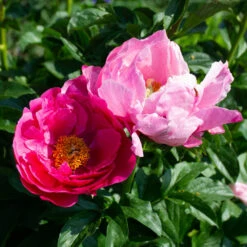 Peony 'Paula Fay' -Verdelyn Sales x600 38529