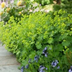 Alchemilla Mollis -Verdelyn Sales x600 38539