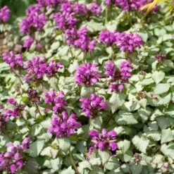 Lamium Maculatum 'Purple Dragon' -Verdelyn Sales x600 38550