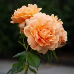 Verdelyn Sales -Verdelyn Sales x600 38675