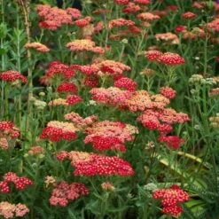 Achillea Millefolium 'Paprika' -Verdelyn Sales x600 38681