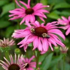 Echinacea Butterfly™ 'Purple Emperor' -Verdelyn Sales x600 38729