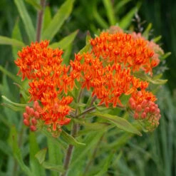 Asclepias Tuberosa -Verdelyn Sales x600 38732