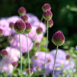 Allium Sphaerocephalon -Verdelyn Sales x600 38764