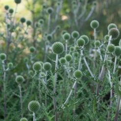 Echinops Sphaerocephalus 'Arctic Glow' -Verdelyn Sales x600 38767