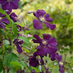 Clematis 'Etoile Violette' -Verdelyn Sales x600 38783