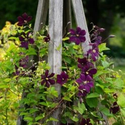 Clematis 'Etoile Violette' -Verdelyn Sales x600 38784