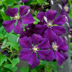 Clematis 'Etoile Violette' -Verdelyn Sales x600 38785