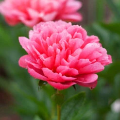 Peony 'Lorelei' -Verdelyn Sales x600 38788