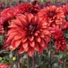 Dahlia 'Danique'