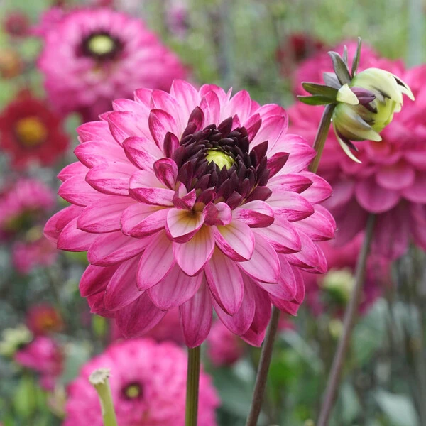 Dahlia 'Romantica' 1 Dahlia 'Romantica'