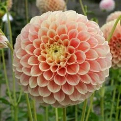 Dahlia 'Sweet Suzanne' -Verdelyn Sales x600 38841