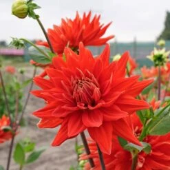 Dahlia 'Vulcan' -Verdelyn Sales x600 38845