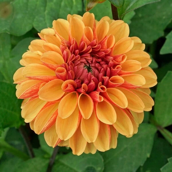 Dahlia 'American Sunset' 1 Dahlia 'American Sunset'