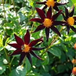 Dahlia 'Verrone's Obsidian' -Verdelyn Sales x600 38884