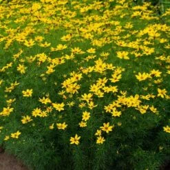 Coreopsis Verticillata 'Zagreb' -Verdelyn Sales x600 38921