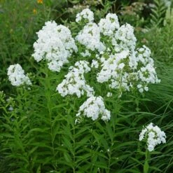 Phlox Paniculata 'David' -Verdelyn Sales x600 38927
