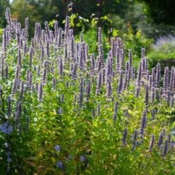 Agastache 'Blue Fortune' 9 Agastache 'Blue Fortune' -Verdelyn Sales x600 38977