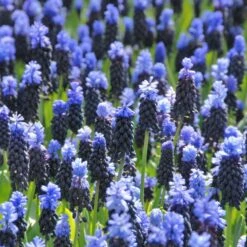 Muscari Latifolium -Verdelyn Sales x600 39519