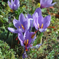 Crocus Sativus: Saffron Crocus -Verdelyn Sales x600 39520