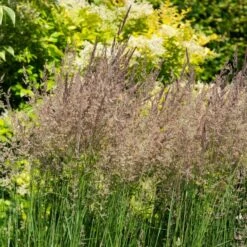 Ornamental Grass: Calamagrostis X Acutiflora 'Karl Foerster' -Verdelyn Sales x600 39522