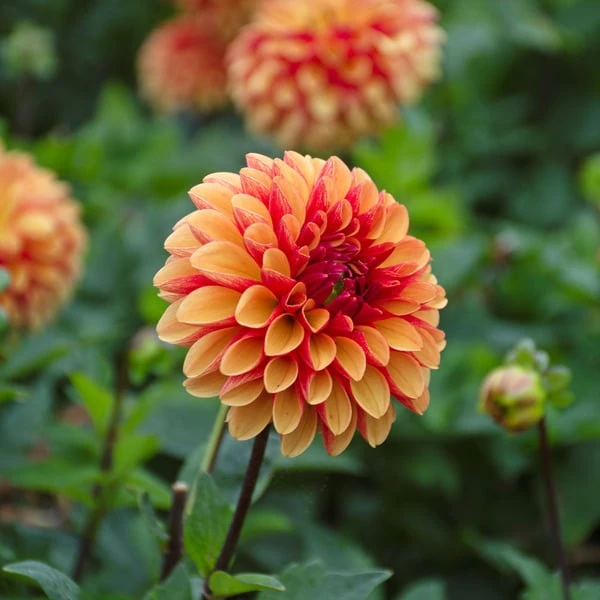 Dahlia 'American Sunset' 3 Dahlia 'American Sunset' - Image 3