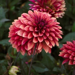 Dahlia 'Danique' -Verdelyn Sales x600 39584