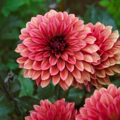 Dahlia 'Danique' -Verdelyn Sales x600 39585