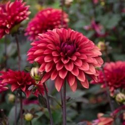 Dahlia 'Danique' -Verdelyn Sales x600 39586