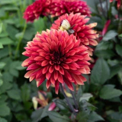 Dahlia 'Danique' -Verdelyn Sales x600 39587