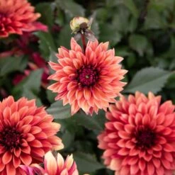 Dahlia 'Danique' -Verdelyn Sales x600 39588
