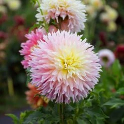 Dahlia 'Just Married' -Verdelyn Sales x600 39589